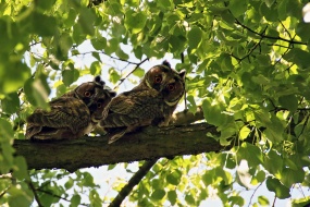 Long-eared Owl Photography Pictures HD Wallpapers