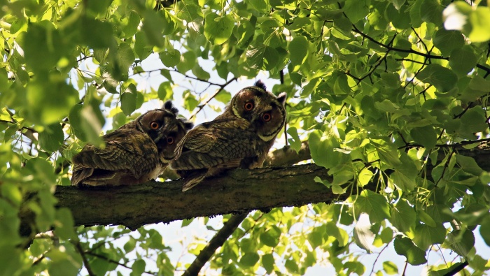 Long-eared Owl Photography Pictures HD Wallpapers