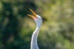 egret pictures birds egret pictures