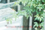 2021年11月绿色主题风景桌面日历壁纸