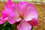 Pink geranium pictures