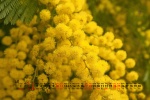 April 2021 yellow flowers desktop calendar wallpaper