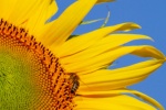 Sunflower sunflower mobile wallpaper