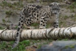 Fierce snow leopard pictures