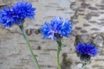 Cornflower aesthetic flower computer wallpaper
