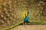 美丽的蓝孔雀图片