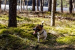 Jack Russell Terrier Pictures Desktop Wallpaper