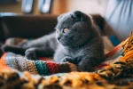 Scottish fold cat pictures