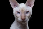 Cornish Rex Cat Pictures