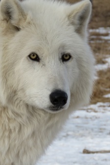 凶狠的北極狼圖片
