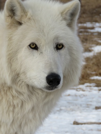 Ferocious arctic wolf pictures