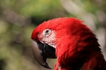 Colorful macaw pictures