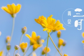 2021三月再见唯美图片桌面壁纸