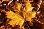Autumn golden leaves pictures desktop wallpaper