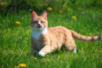 Cat running on the grass picture wallpaper