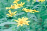 2022年4月护眼植物花卉桌面日历壁纸