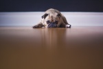HD pug pictures desktop wallpaper