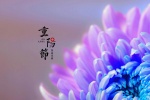 重阳节菊花图片高清桌面壁纸