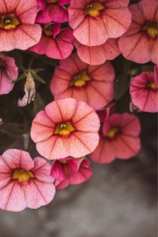 Beautiful spring flowers pictures mobile wallpaper