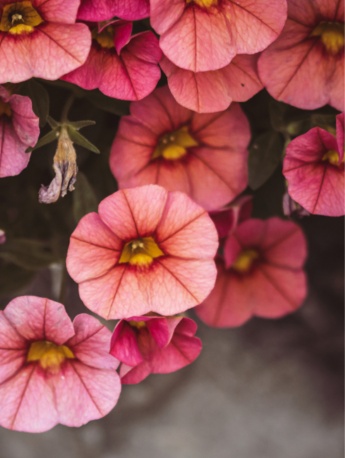 春天的花朵唯美圖片手機壁紙