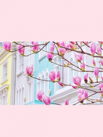 粉色花朵少女系手机壁纸