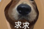 憨憨狗求求表情包