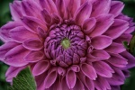 HD dahlia pictures