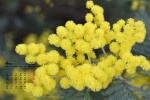 April 2021 yellow flowers desktop calendar wallpaper
