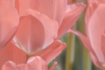 Pink tulips mobile wallpaper