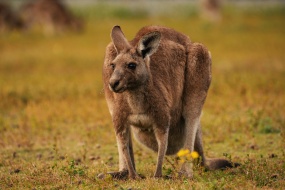 Australian kangaroo pictures desktop wallpaper