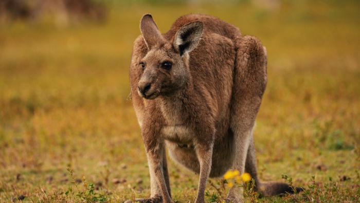 澳洲袋鼠图片桌面壁纸