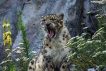 Fierce snow leopard pictures