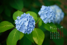 April 2022 HD Eye Protection Desktop Calendar Wallpaper