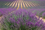 HD lavender pictures desktop wallpaper