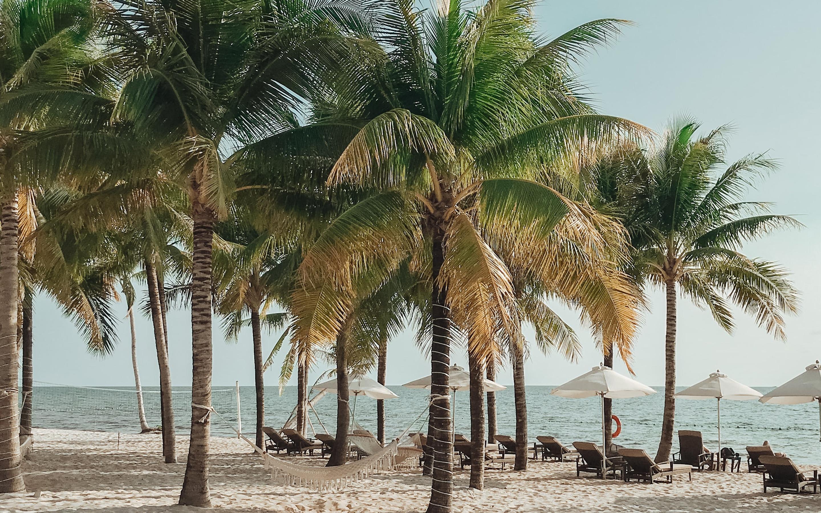 壁纸 海边沙滩 一棵椰子树 1920x1200 HD 高清壁纸, 图片, 照片