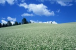 Blue sky and white clouds scenery desktop wallpaper pictures series 1