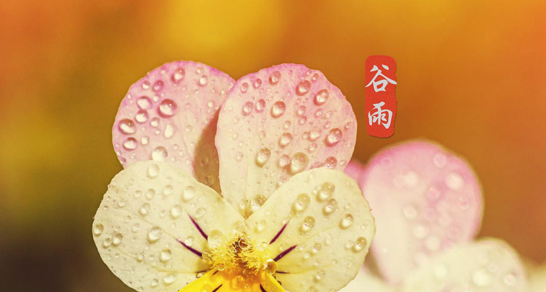 穀雨壁紙大全