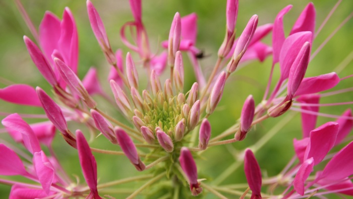 HD Drunk Butterfly Picture Desktop Wallpaper