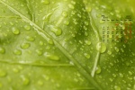2021年7月护眼绿叶桌面日历壁纸