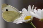 Beautiful butterfly pictures desktop wallpaper