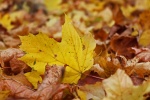 Autumn golden leaves pictures desktop wallpaper