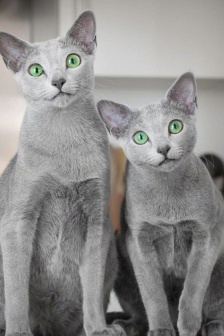 俄罗斯蓝猫图片