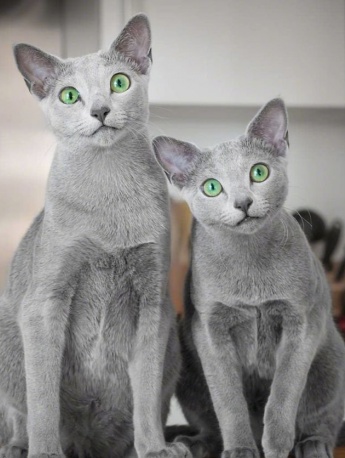 Russian blue cat pictures