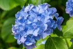 Blooming blue hydrangeas pictures desktop wallpaper