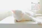 July 2021 Cute Cat Desktop Calendar Wallpaper