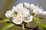 Fresh and elegant pear blossom pictures desktop wallpaper