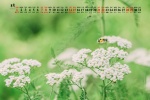 August 2021 small fresh flowers calendar wallpaper