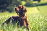 Irish Setter Dog Pictures Desktop Wallpaper