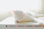 January 2022 Cute Cat Calendar Wallpaper