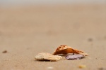 Seashells and conches on the beach landscape desktop wallpaper